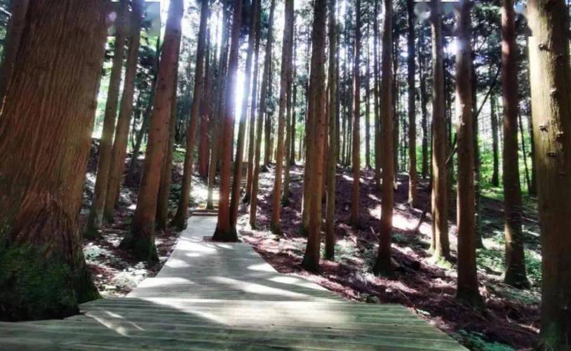 野三關森林花海榮膺國家4A級景區 生態旅游開發的新標桿